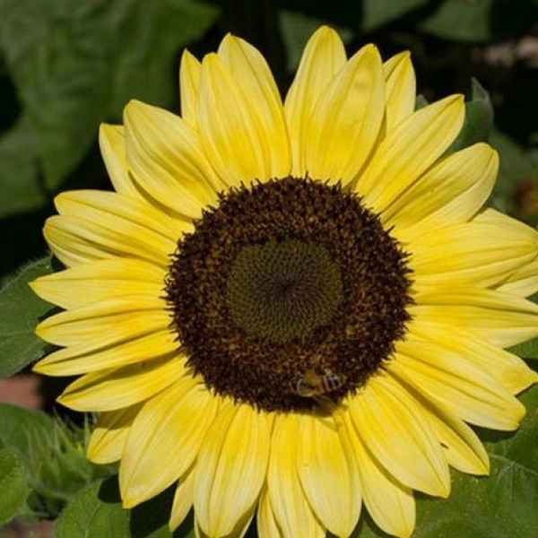 Лучшие сорта декоративного подсолнуха для выращивания