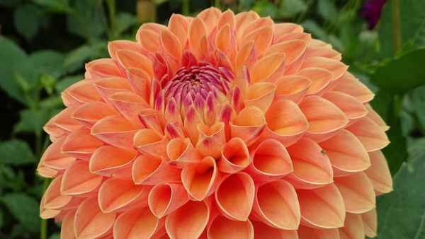 Пышные и роскошные кустики ге opгин: как и когда сажать