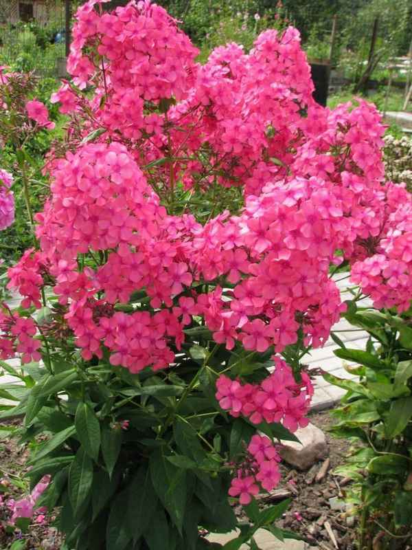 Флокс метельчатый в цветнике: лучшие идеи и подбор растений