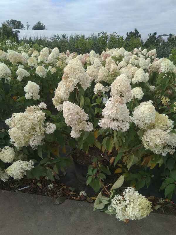 Лучшие сорта гортензии для Подмосковья