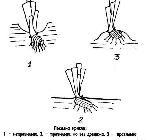 Ирисы бородатые, посадка и уход