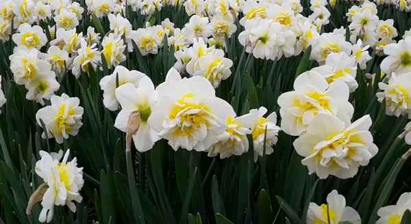9 прекрасных сортов махровых нарциссов
