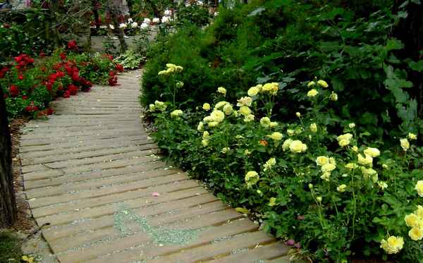 12 лучших необычных сортов роз для посадки в сад