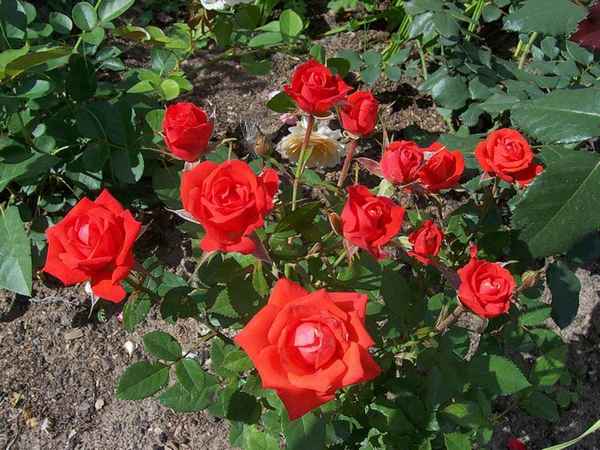 Розы патио: 10 лучших сортов для цветника