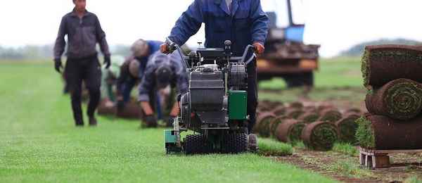 Технология выращивания рулонного газона