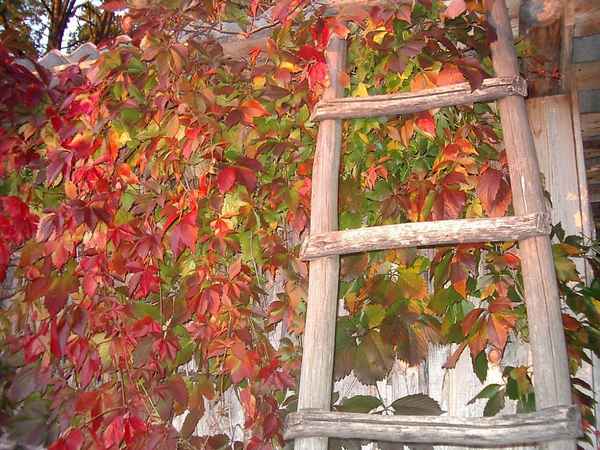 Девичий виноград осенью: посадка, подготовка к зиме и уход