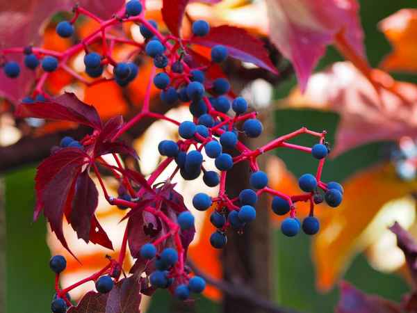 Можно ли есть плоды девичьего винограда