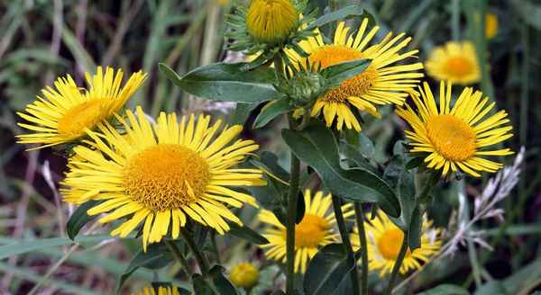 Как отличить лекарственные растения от их двойников