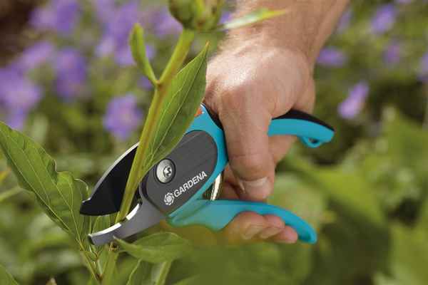 Увядающая клумба: обрезка потерявших красоту соцветий