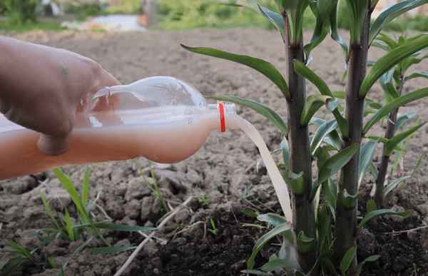 Хризантема пышно зацветет после этой подкормки