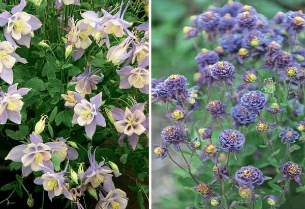 Самые красивые и надёжные сорта аквилегии