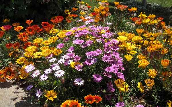 Топ-5 неприхотливых однолетних цветов для дачи