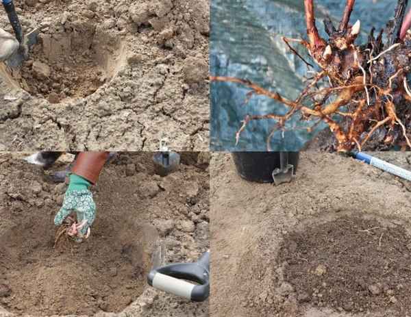 Чтобы пионы зацвели в следующем году, не совершайте эти ошибки осенью