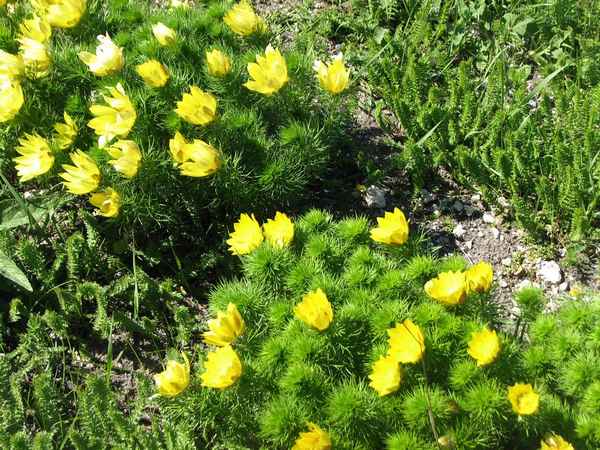 Адонис (горицвет) весенний: описание, посадка и уход в открытом грунте