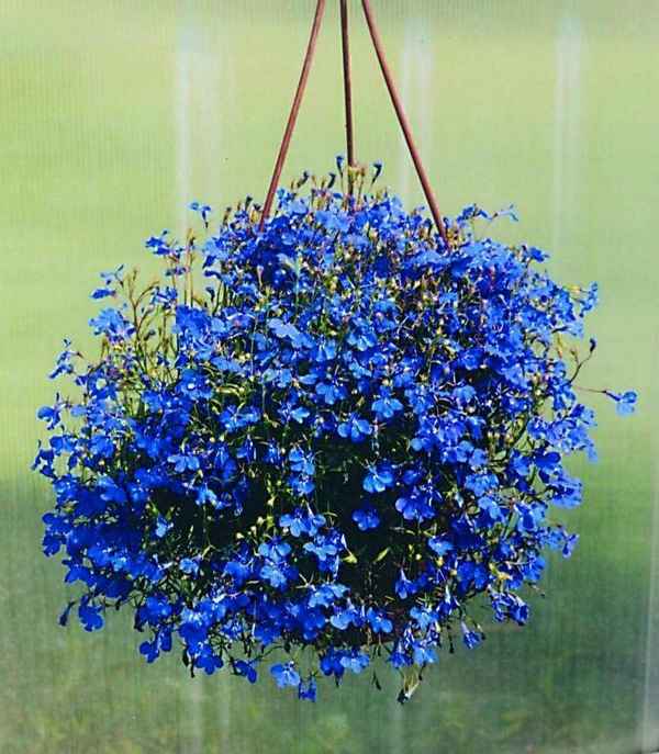 Лобелия: три секрета хорошей рассады