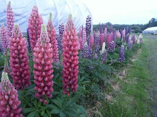 Выращивание и уход за люпином в открытом грунте