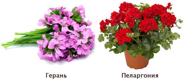 Чем отличается пеларгония от герани?