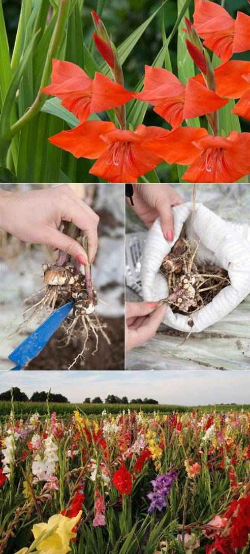 Причины, почему не цветут гладиолусы, как заставить цвести