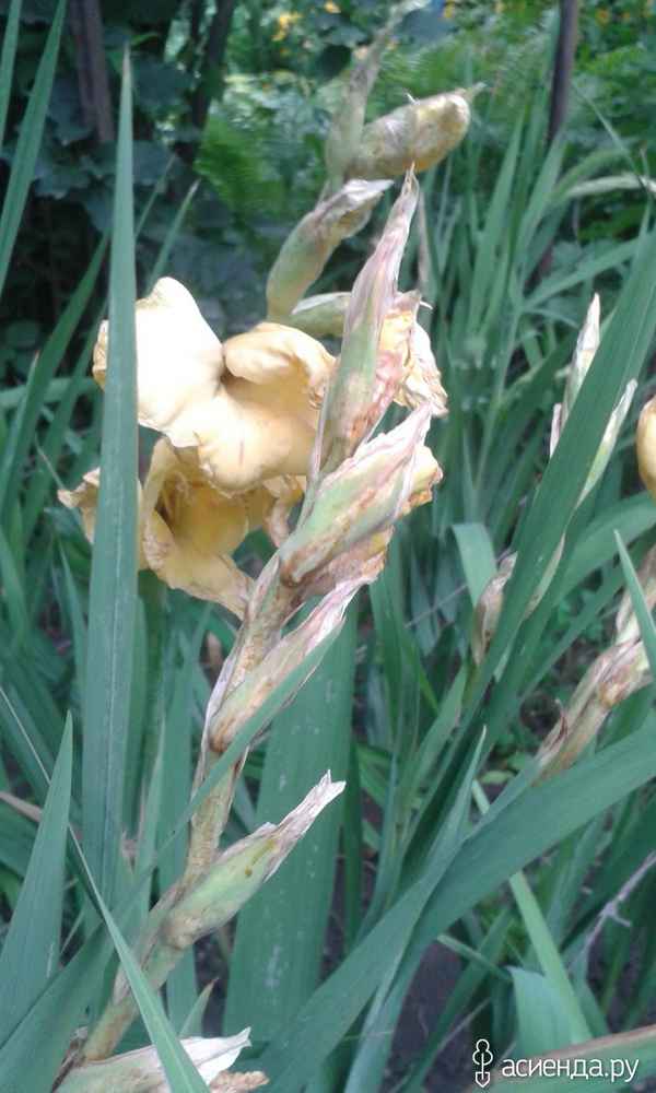 Почему гладиолусы вянут не расцветая