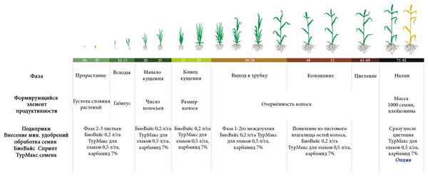 Как удобрять гладиолусы в разные периоды роста