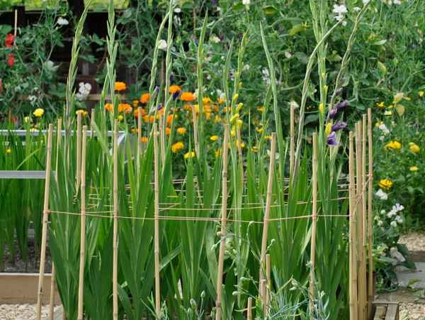 Как сделать опору гладиолусам