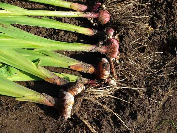 Что делать дальше с отцветшими гладиолусами? Когда выкапывать луковицы и как хранить?