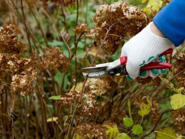 Обрезка гортензии