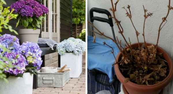 Как сохранить гортензию зимой в саду и в домашних условиях