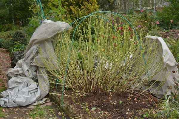 Правила укрытия гортензии на зиму