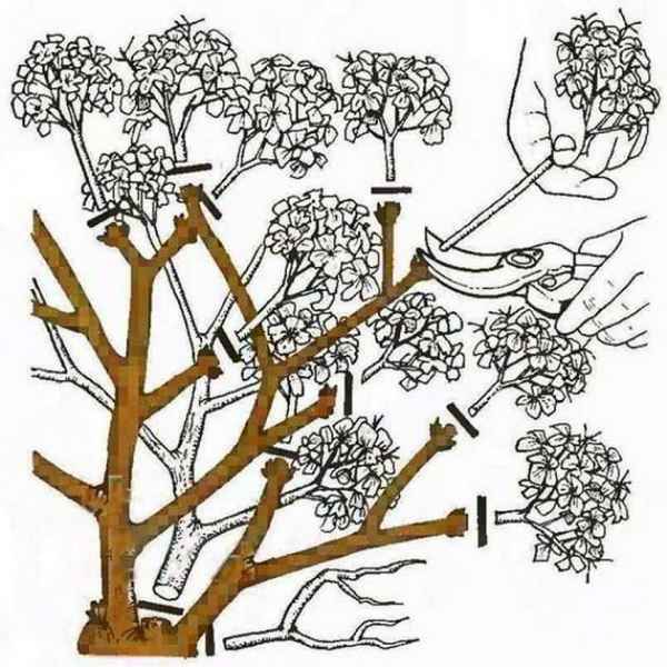 Обрезка гортензии на зиму