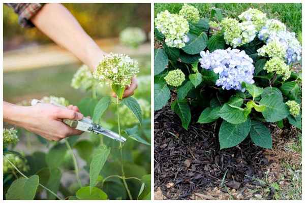 Подкормка гортензии метельчатой: весной, летом, осенью