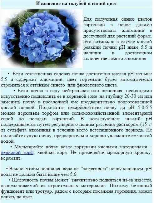 Чем и как подкислить почву для гортензии
