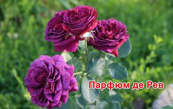 Розы с невероятным ароматом: 8 самых пахучих сортов