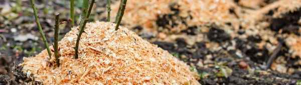 3 шага к беспроблемной зимовке роз на участке