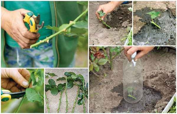 Как размножить черенками розы осенью в домашних условиях