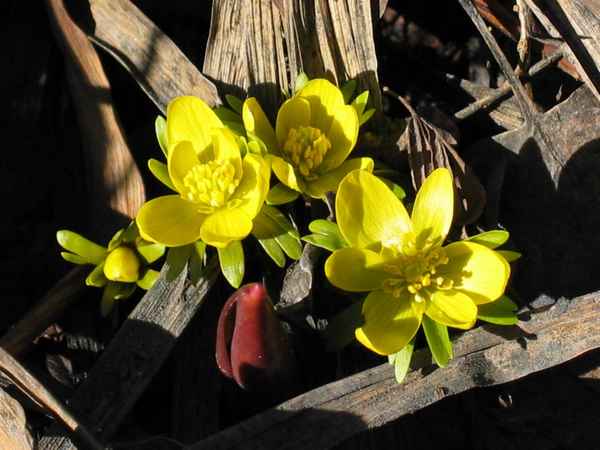 5 необычных весенних цветов, с которыми вы еще не знакомы