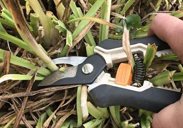 8 многолетников, которые нельзя срезать в зиму, иначе цвести не будут или зачахнут