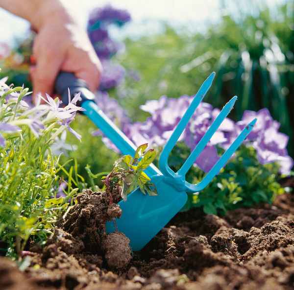 7 растений-агрессоров, которые никогда не посажу на своем участке: от них очень сложно избавиться