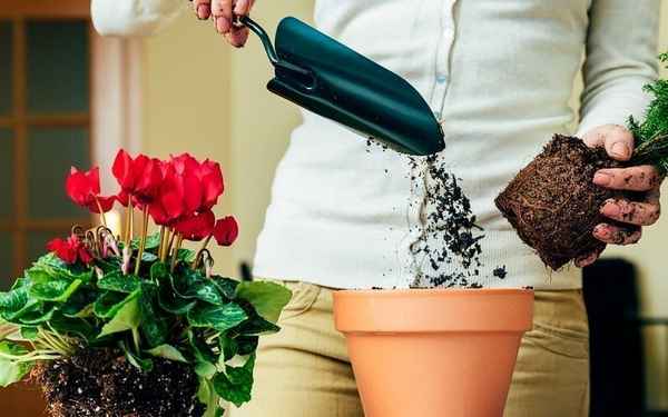 7 грубых ошибок при пересадке растений, которые могут их загубить