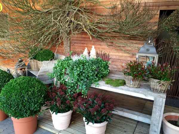 8 садовых цветов, которые можно занести в дом для зимовки