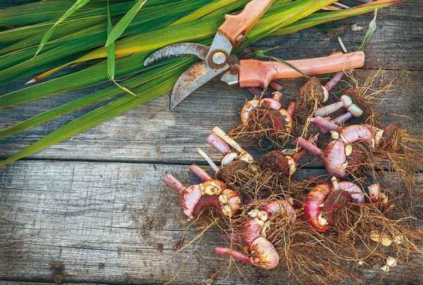 Зимний уход за луковицами растений: как хранить