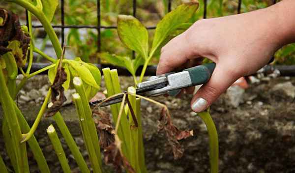 Отцвели пионы? Что делать с растением после цветения: обрезка и уход