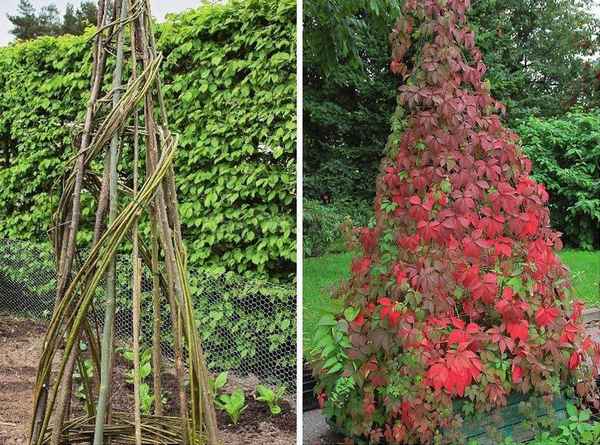 Зелёная башня из ипомеи: как вырастить?