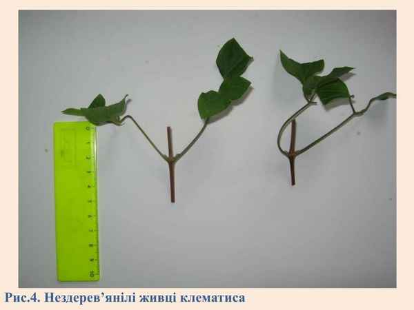 Секреты черенкования клематисов