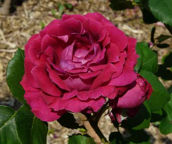 Полиантовые розы: 10 лучших сортов полиантовых красавиц для посадки