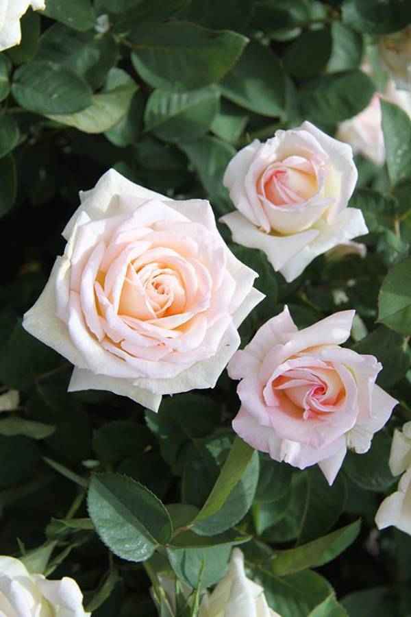 Самые ароматные и душистые сорта роз