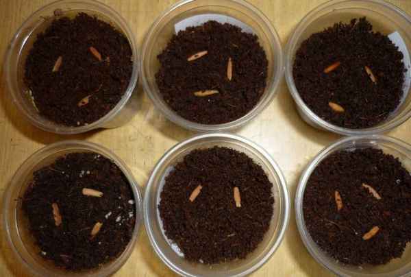 Как правильно выращивать розы из семян?