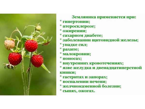 Листья земляники: лечебные свойства и противопоказания