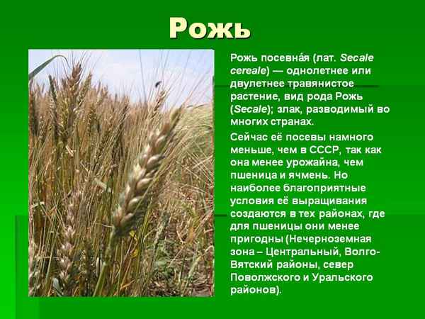 Описание растения «рожь», её полезные свойства и область применения