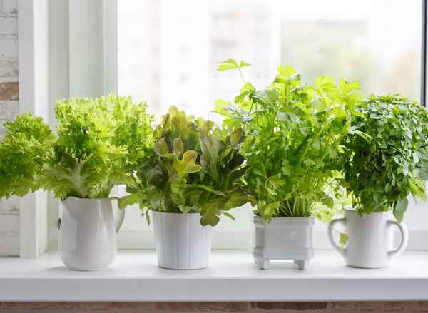 Зелень на подоконнике: выращивание в домашних условиях